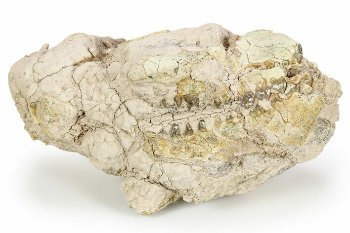 Unprepared Fossil Oreodont (Merycoidodon) Skull - South Dakota #249272